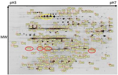 Pathogenic Leptospires Modulate Protein Expression and Post-translational Modifications in Response to Mammalian Host Signals